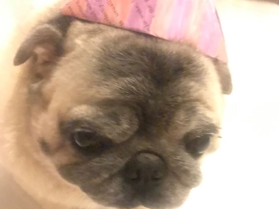Boris the pug with a party hat on looking miserable as he watches the kids at homeschool