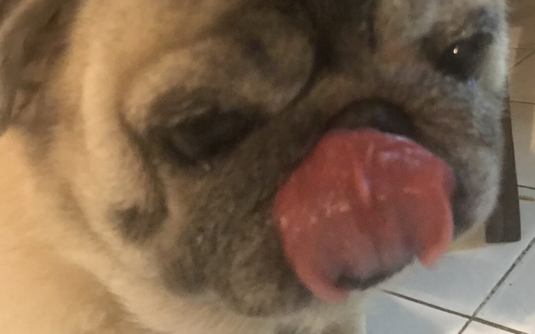 A pug licking his lips
